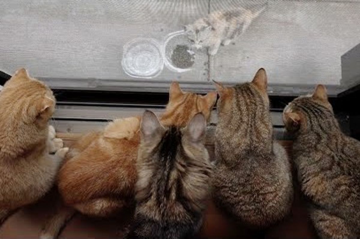 10 Cats Can't Stop Watching a Neighborhood Stray