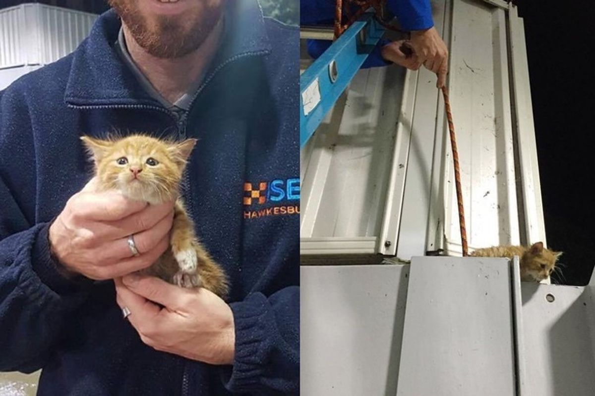 Staff and Rescuers Come Together to Save a Tiny Kitten