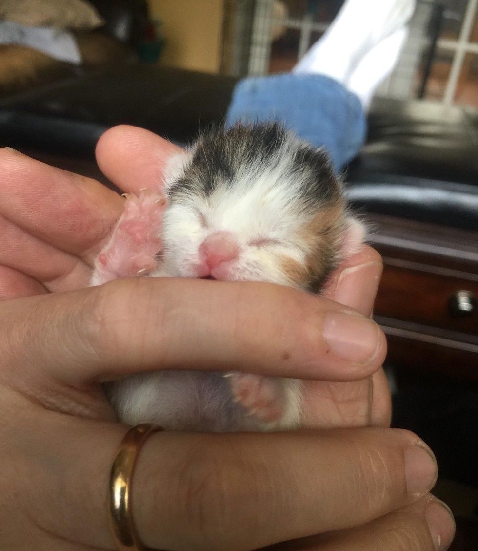 3-day-old-rescue-kitten-determined-to-beat-the-odds-love-meow