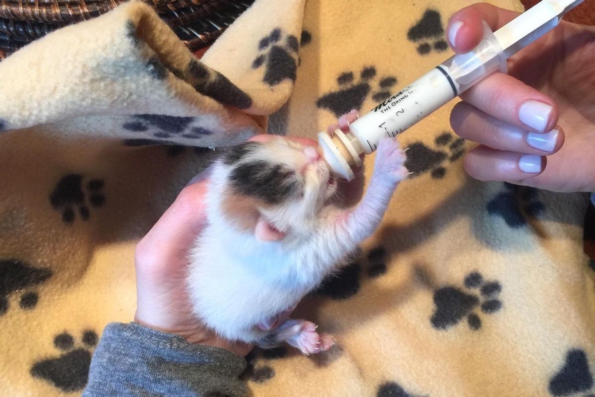 3-day-old Rescue Kitten Determined to Beat the Odds