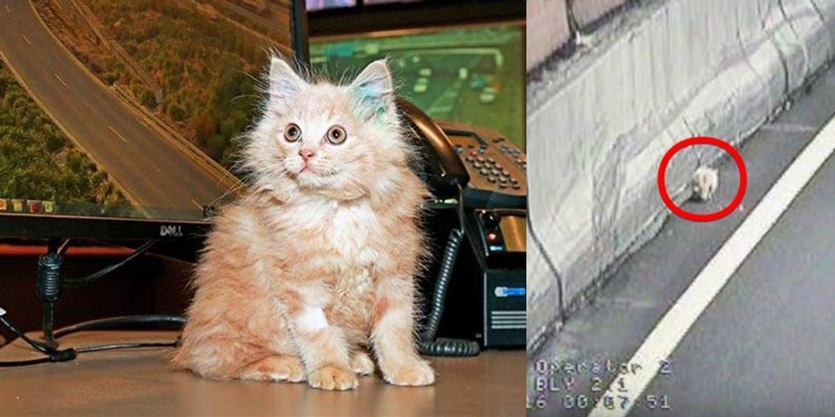 Stray Kitten Saved from Tunnel Returns the Favor by Helping His