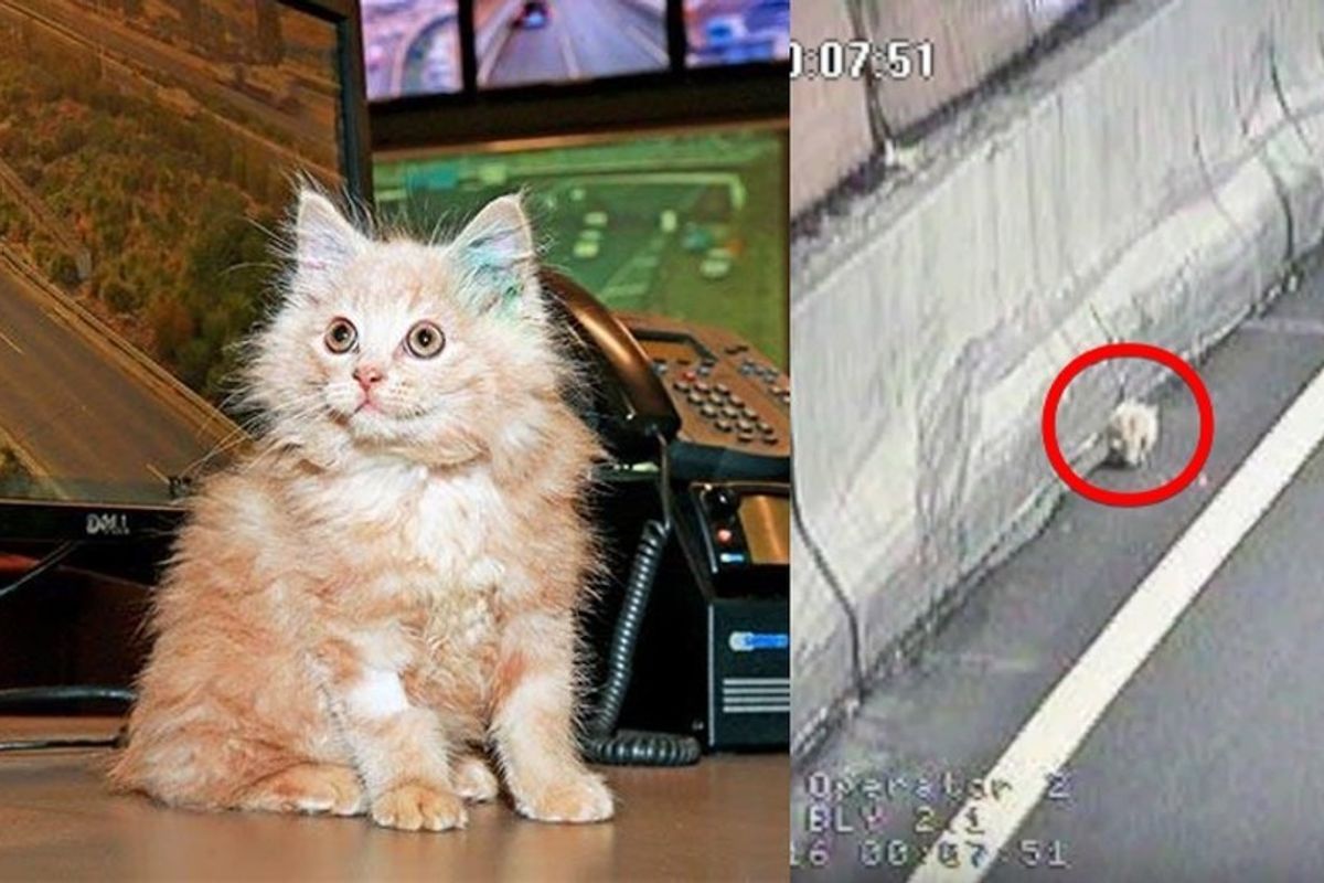 Stray Kitten Saved from Tunnel Returns the Favor by Helping His Rescuers Monitor Traffic