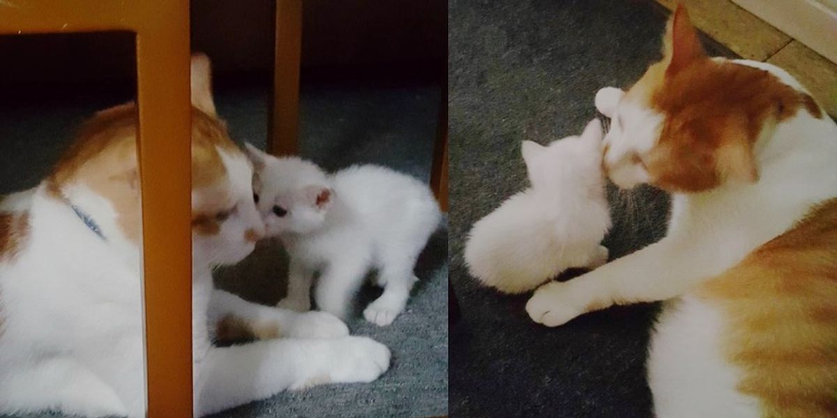toy kitten that meows