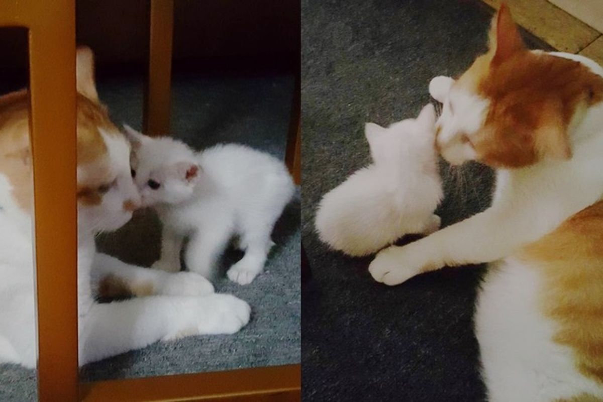 Tiny Stray Kitten Meows Her Way into the Heart of Another Rescue Cat