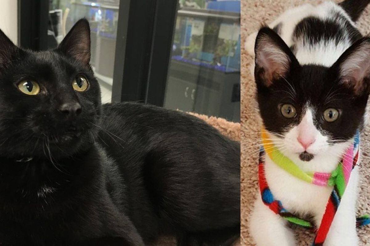 Couple Adopts Shelter Cat, Then Goes Back for His Best Friend