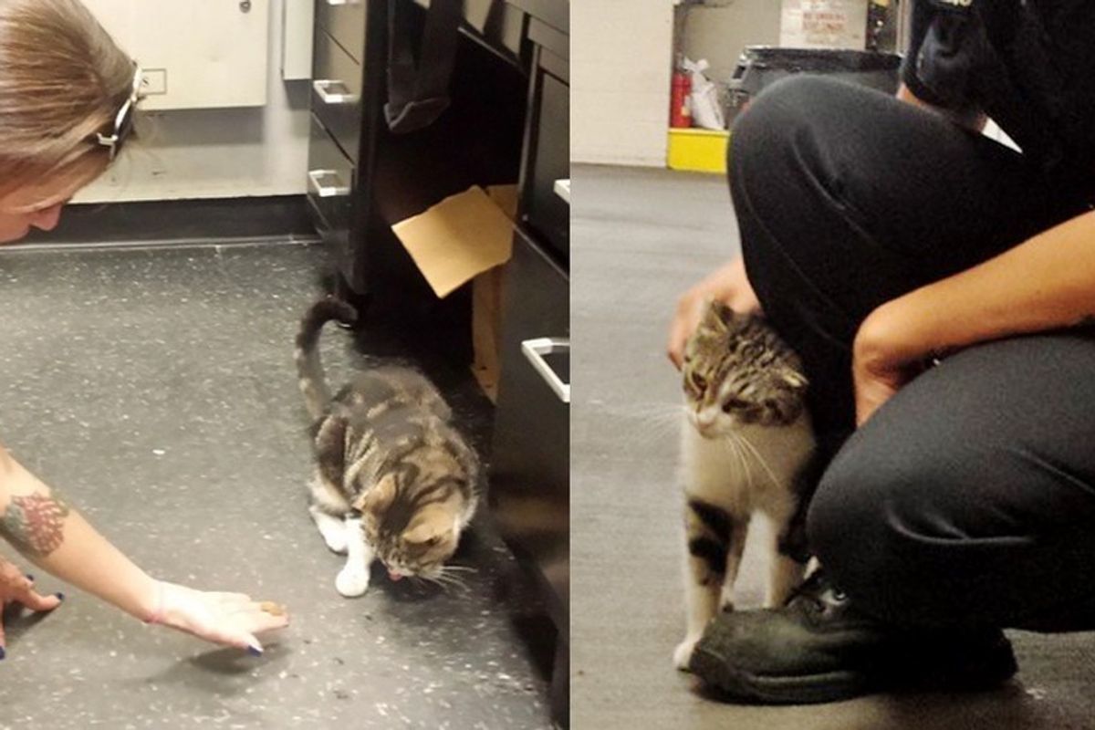 They Give a Scaredy Cat a Home at the Firehouse, She Returns the Favor