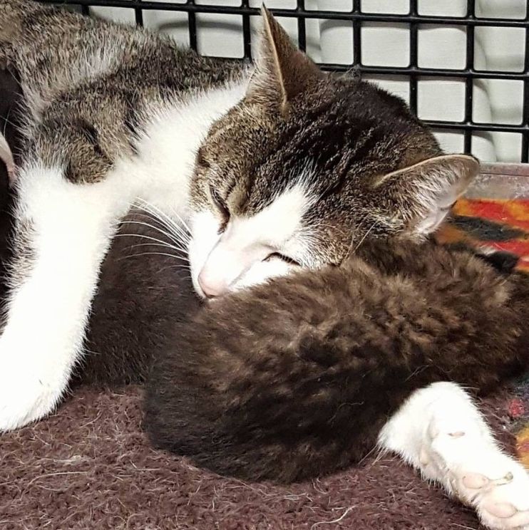 Rescued bobcats, who lost their mother, return to wild, Paws