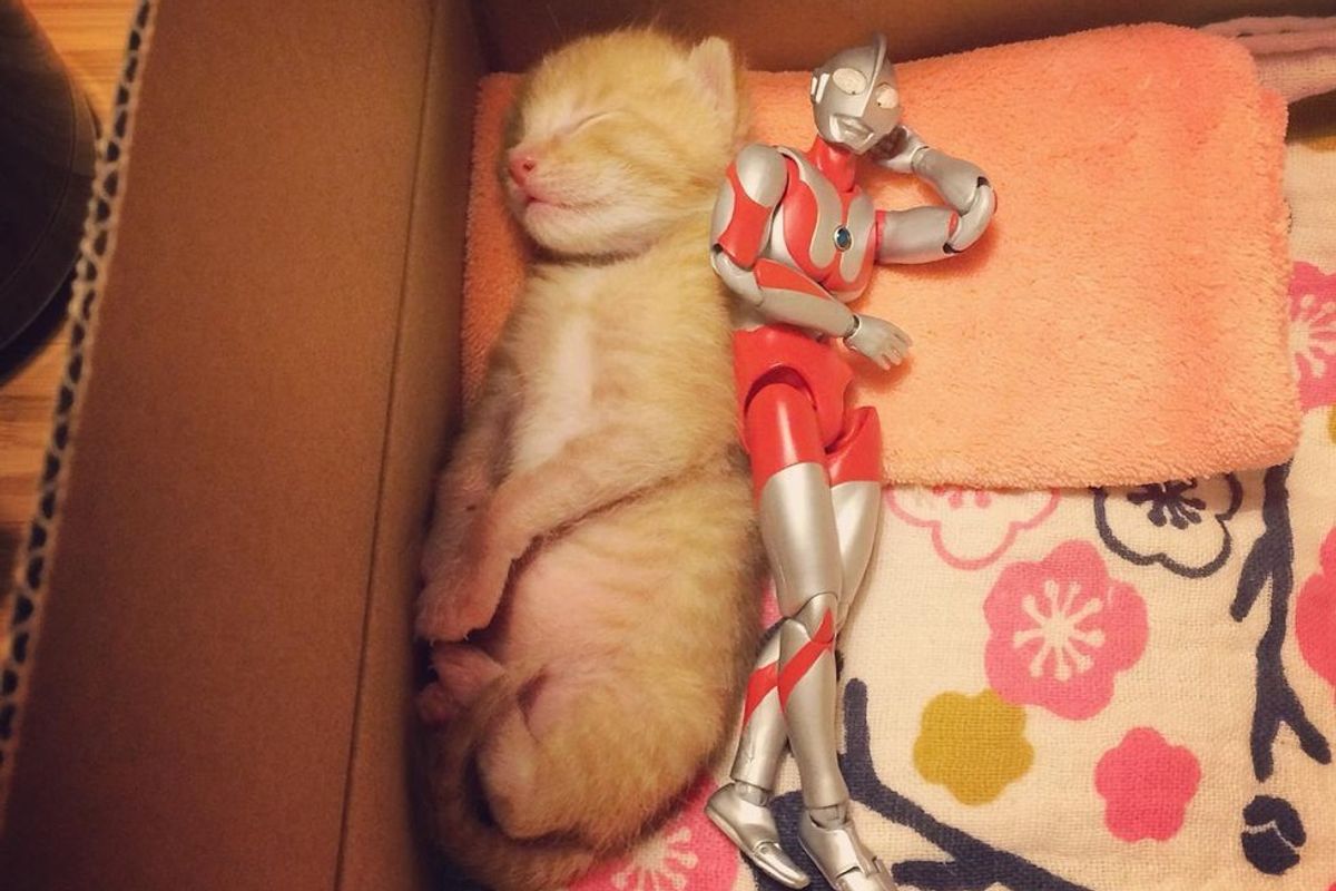 Family Saves 3-day-old Kitten and Gives Him an Unusual Friend to Grow Up with