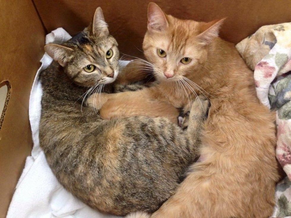 Фото Котенка И Взрослого Кота