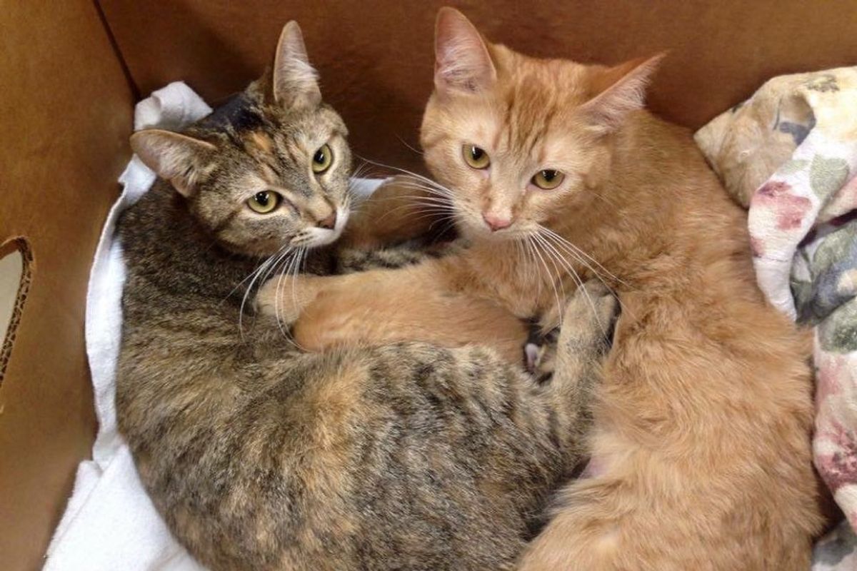 2 Rescue Mama Cats Found Clutched Together with 8 Babies Born Just Days Apart