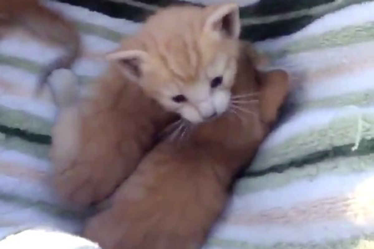 Guy Rescues Three Kittens While Playing Pokemon Go