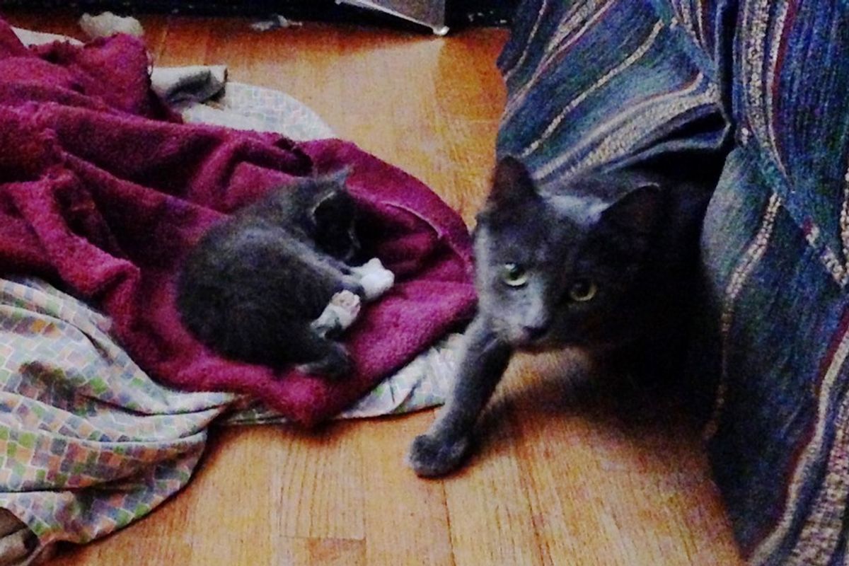 Man Saves 3 Kittens from Drowning During Storm and Reunites Them with Their Mama