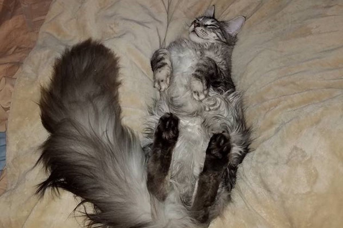 This Fluffy Cat May Have the World's Longest Tail