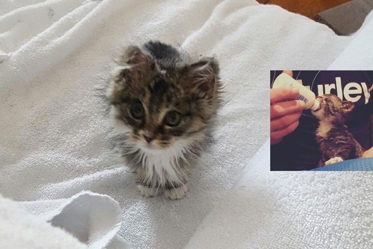 Kitten Saved from Fire Surprises His Rescuers with His New Fluff