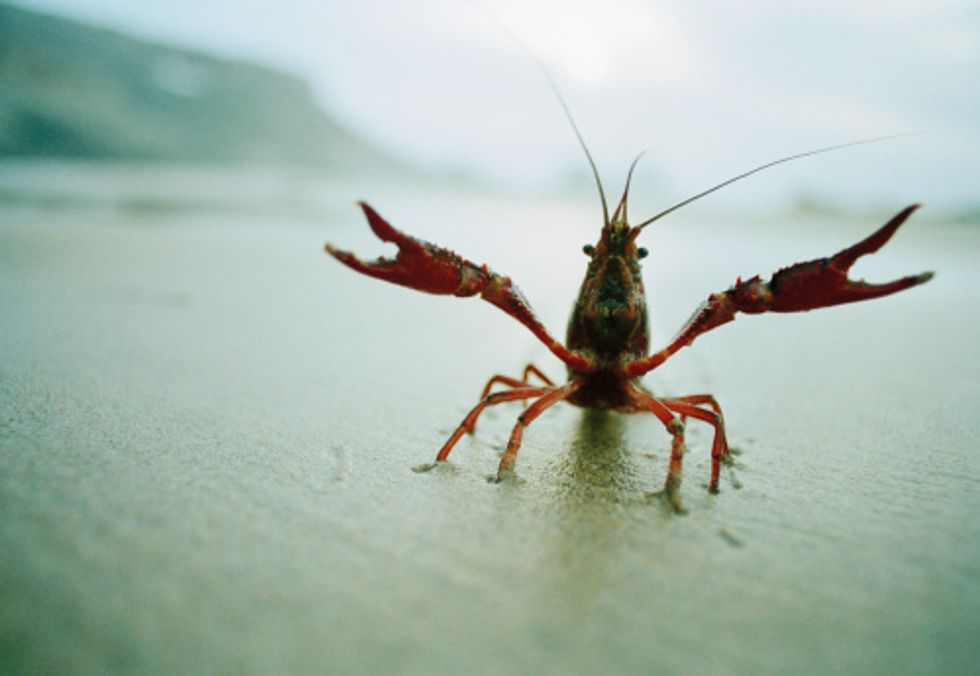 Consider the Crayfish: The Best Aquatic Pet (That's Not a Fish)