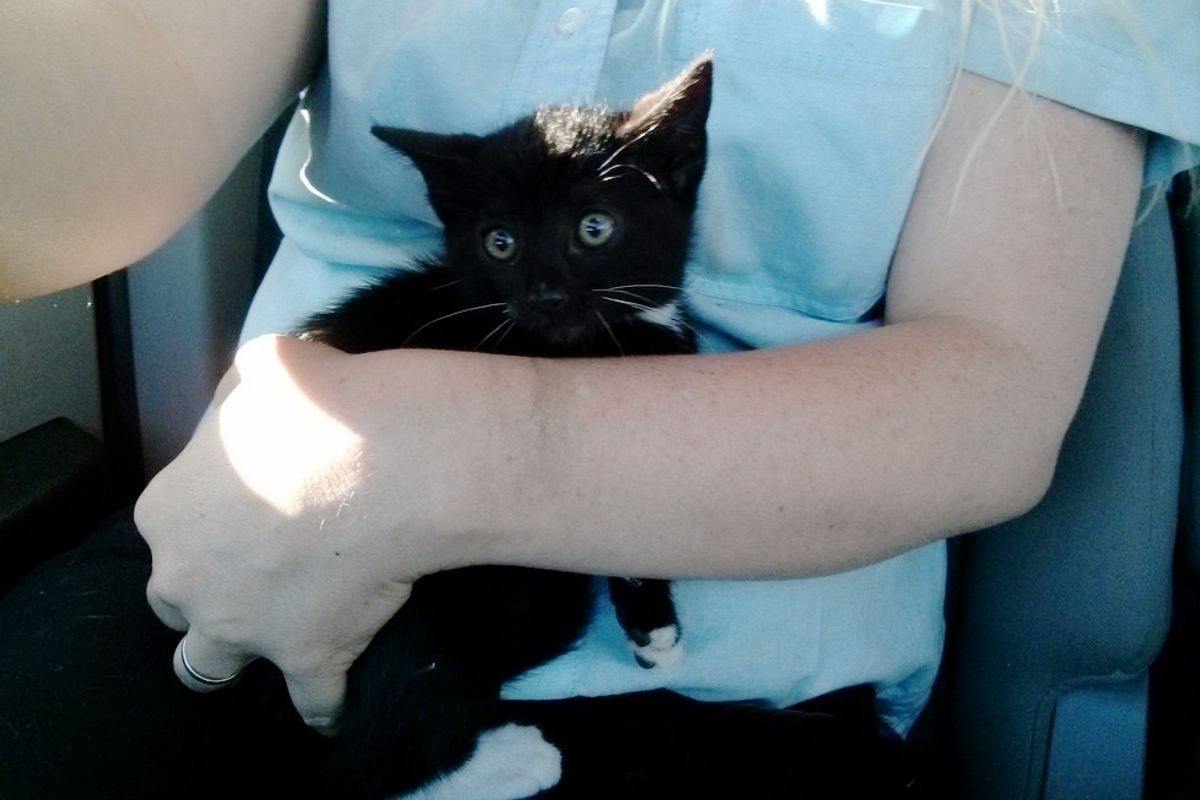 Stray Kitten Saved from Highway Doesn't Want to Stop Cuddling