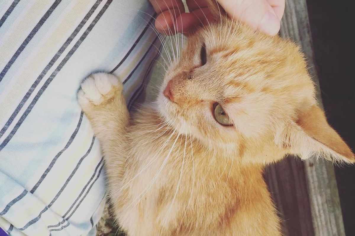 Stray Cat Comes to Family's Porch and Chooses 4-year-old Boy to Be Her Forever Human