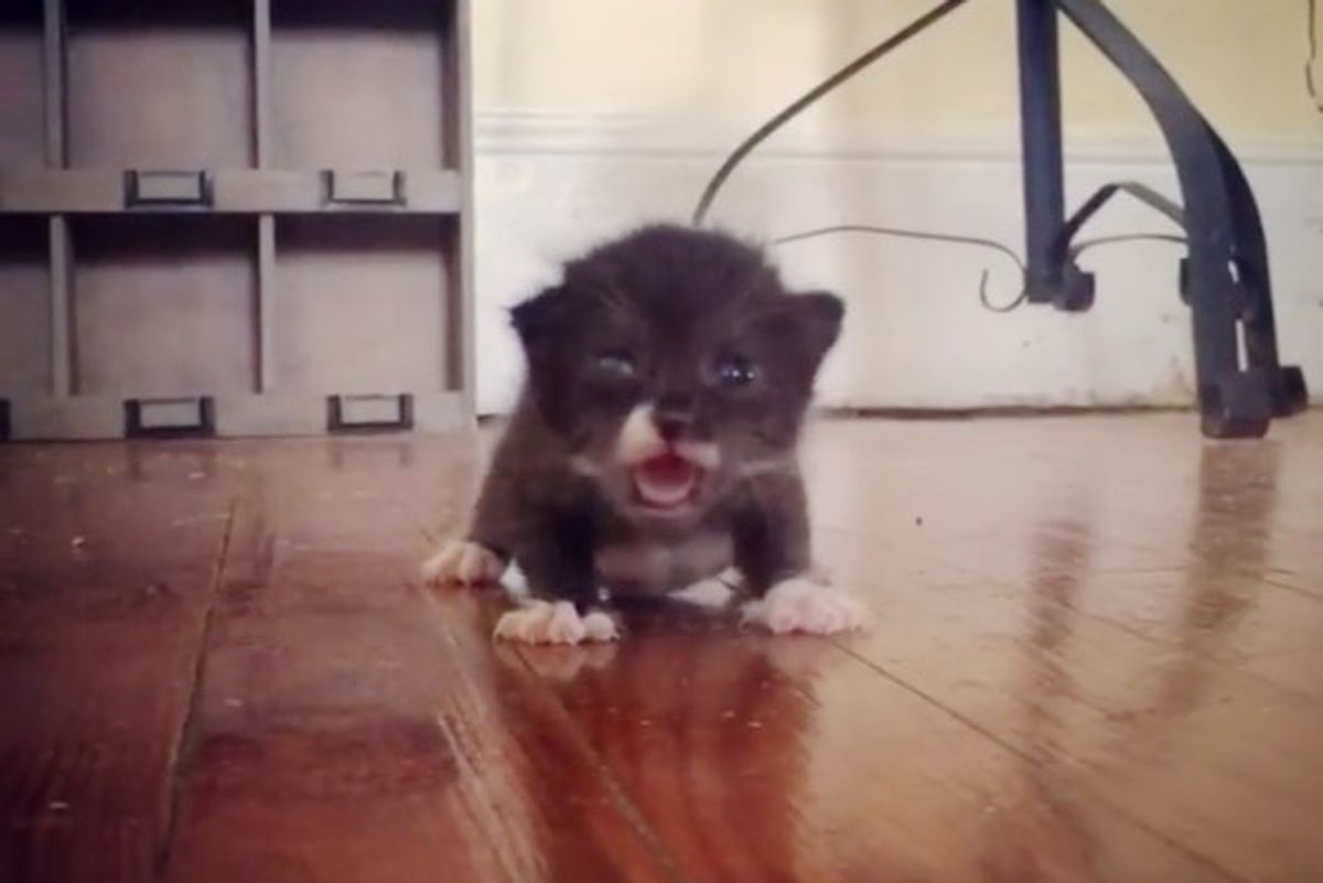 Orphaned Kitten Comes Back Roaring from Near Death