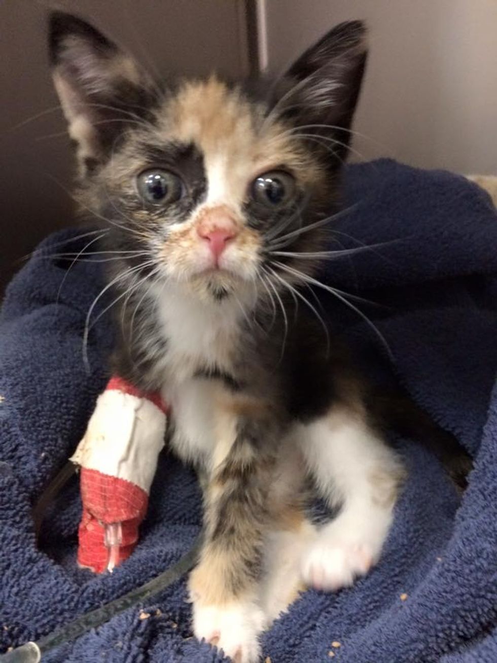 They Thought This Kitten Would Live with Tremors for Life, but She ...