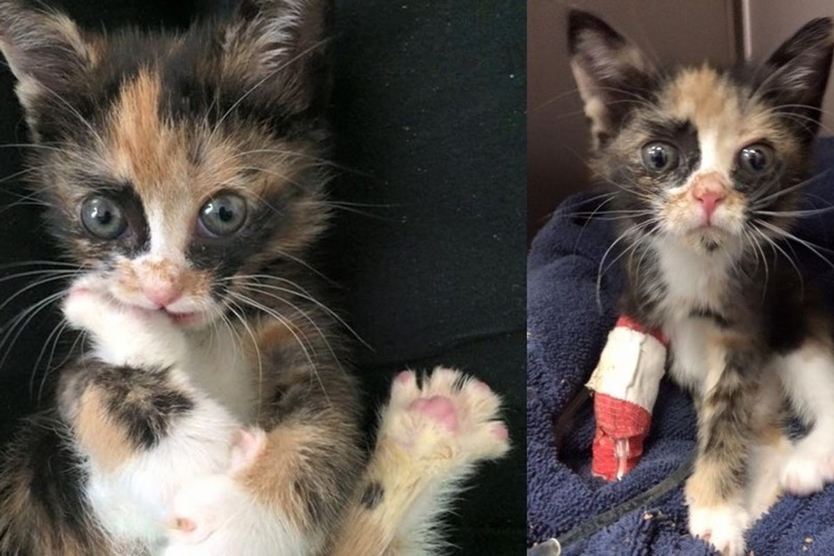 They Thought This Kitten Would Live with Tremors for Life, but She Shocks Them All