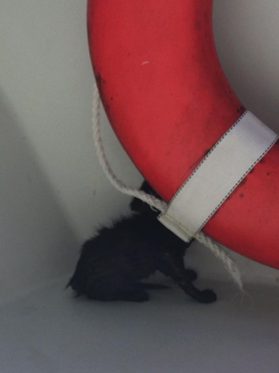 Deputy Saves Drowning Kitten Clinging to Oysters Under Bridge Love Meow