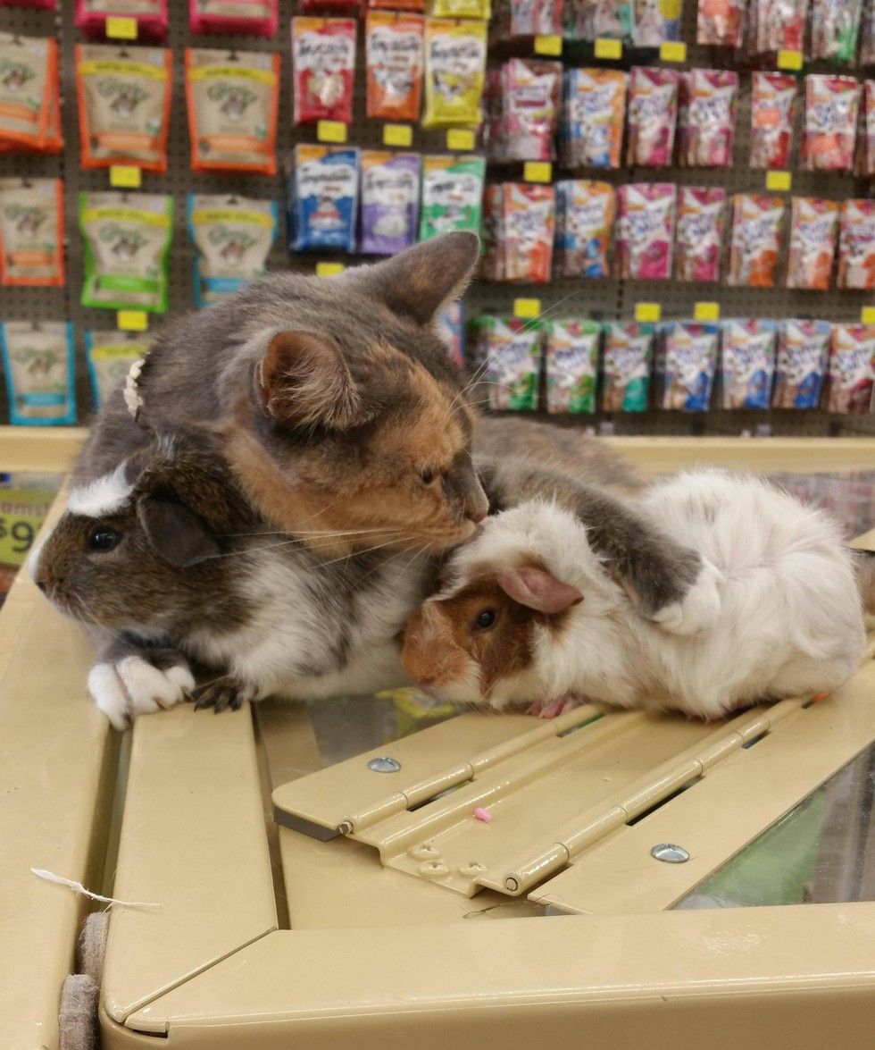 Can cats get along with hot sale guinea pigs