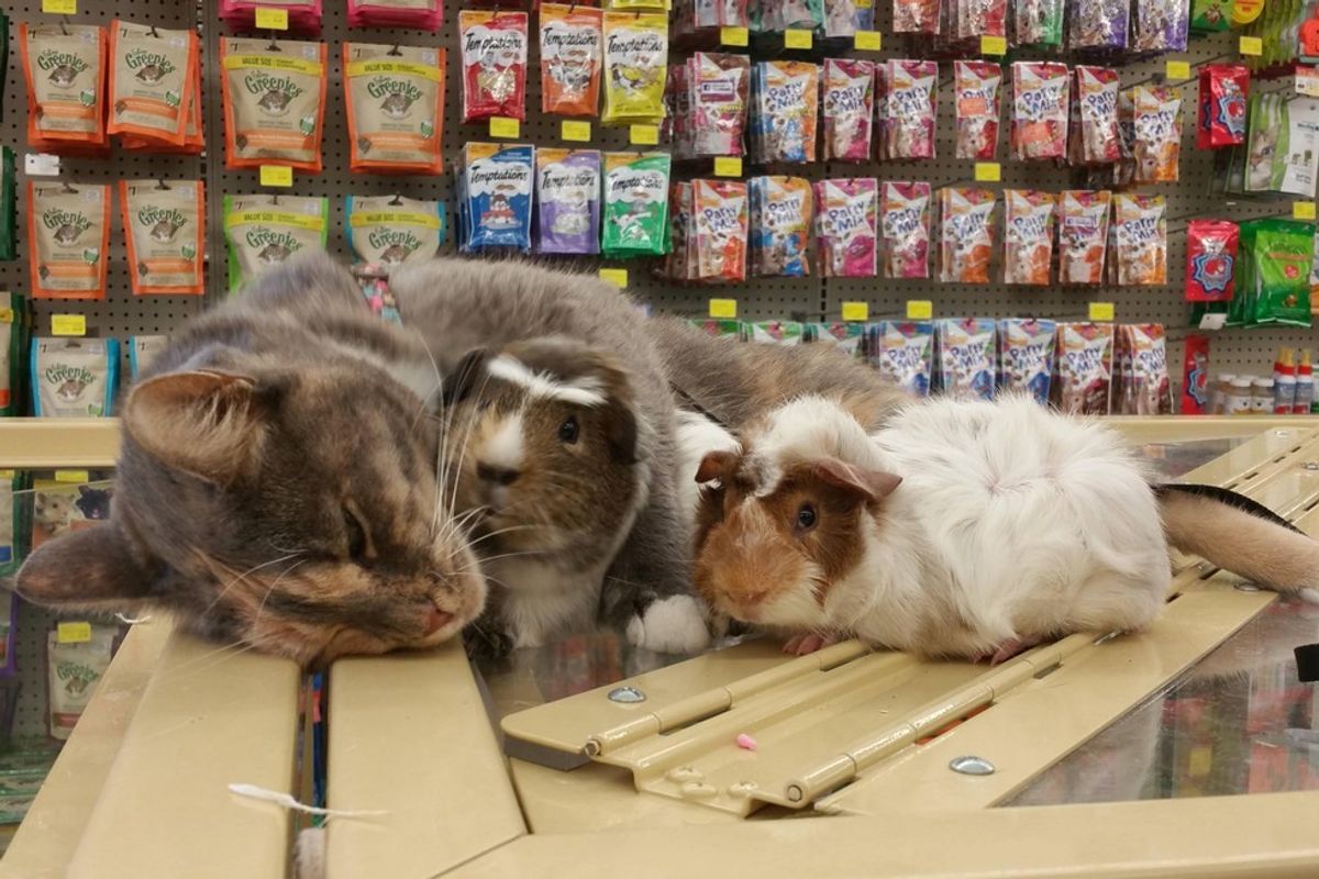 Store Cat Absolutely Loves Guinea Pigs in these Adorable Photos