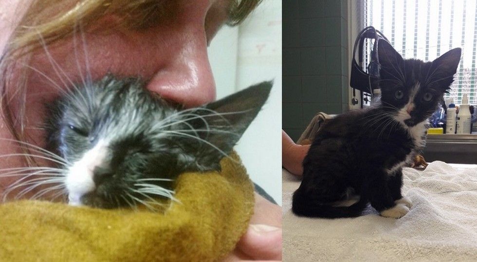 Kitten Found Covered in Glue Makes the Greatest Come Back Love Meow