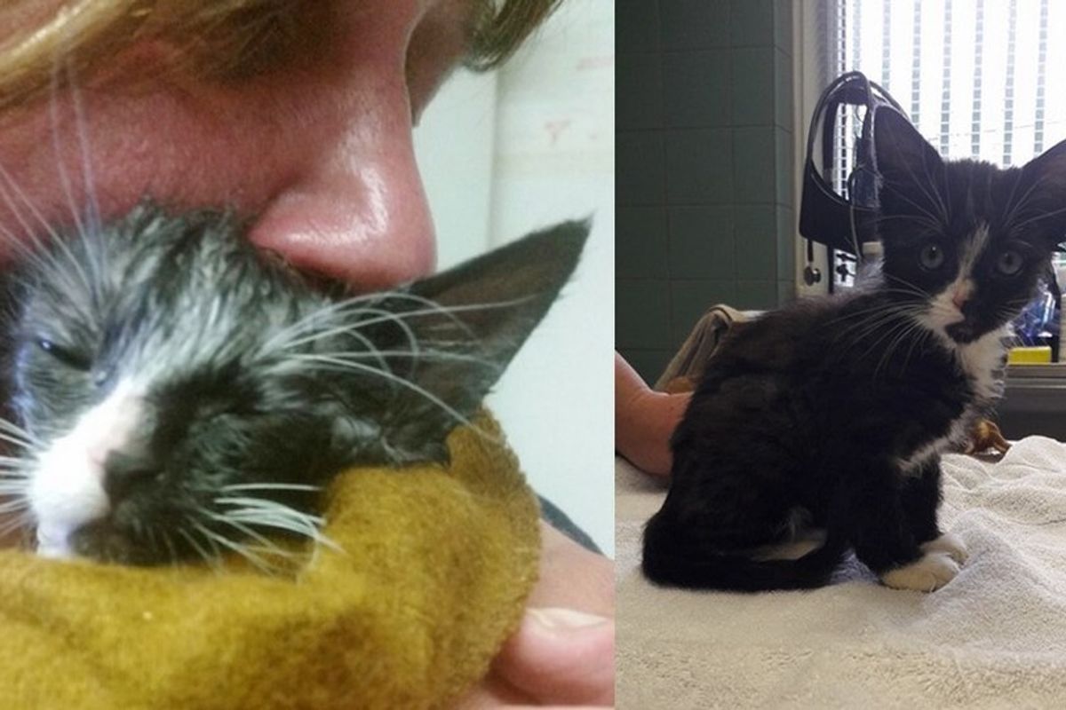 Kitten Found Covered in Glue Makes the Greatest Come Back