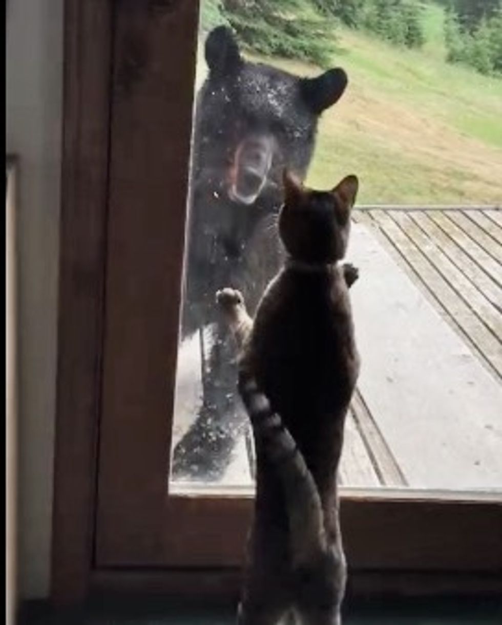 Brave Cat Guards Her Home from a Black Bear - Love Meow