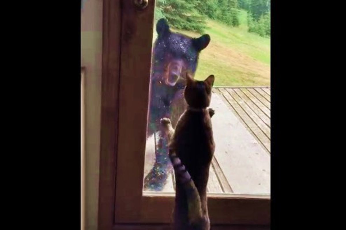 Brave Cat Guards Her Home from a Black Bear