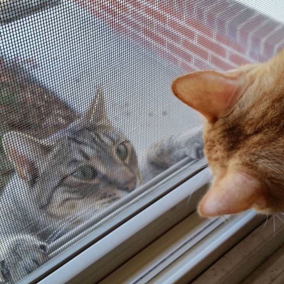 Cats Keep Showing Up on Woman's Porch Meowing for Help Love Meow
