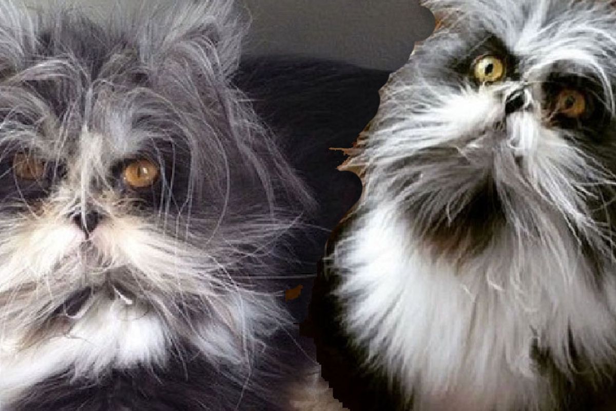 moony rescued werewolf cat