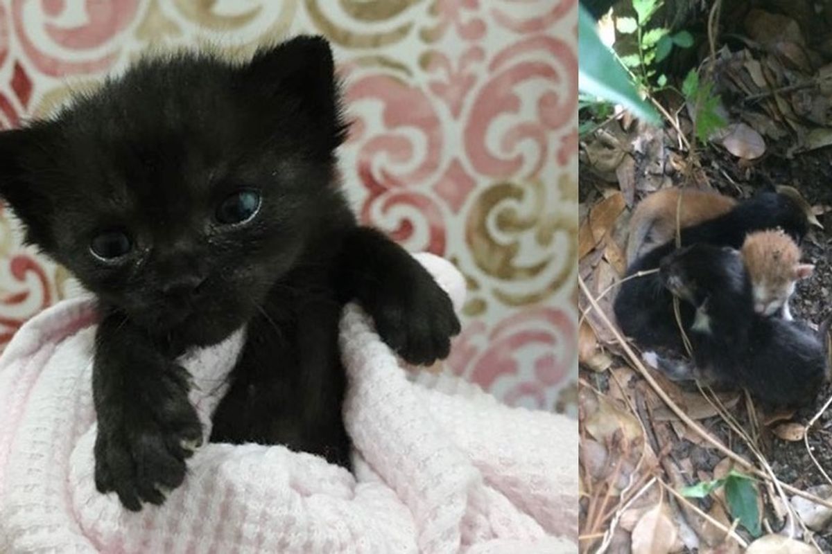 Tiny Kitten Orphaned at 3 Days Old Keeps Fighting to Live and Grow