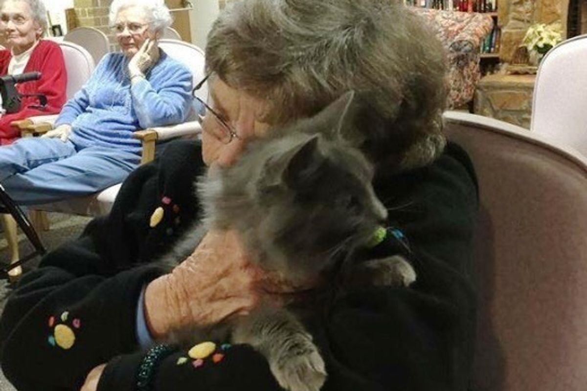 Shelter Brings Senior Cats to Senior Humans So They Can Comfort Each Other