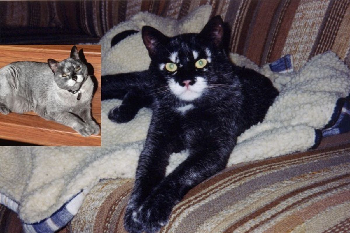 Cat's Markings Have Changed Drastically Over the Years