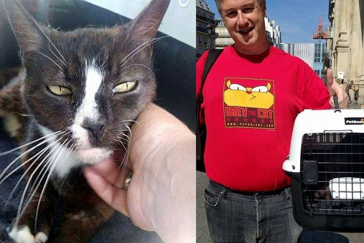 Cat Vanishes from Her Home, Turns Up 8 Years Later in a Different Country