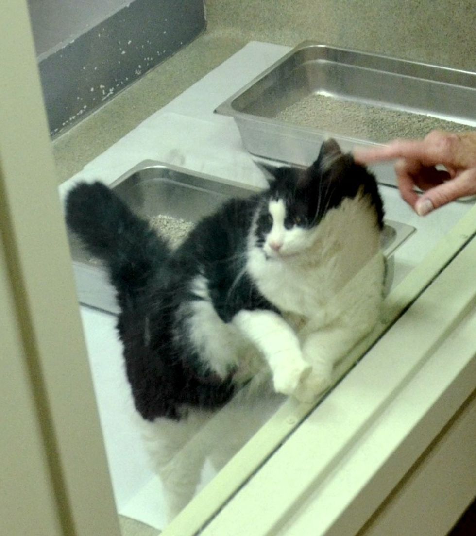 Senior Cat Keeps Pawing at Window in Shelter Until Someone Takes Her Home.. (with updates