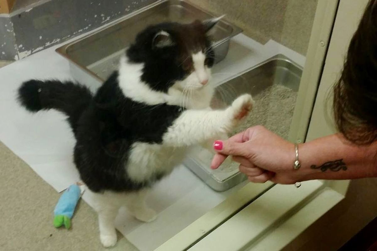 Senior Cat Keeps Pawing at Window in Shelter Until Someone Takes Her Home.. (with updates)