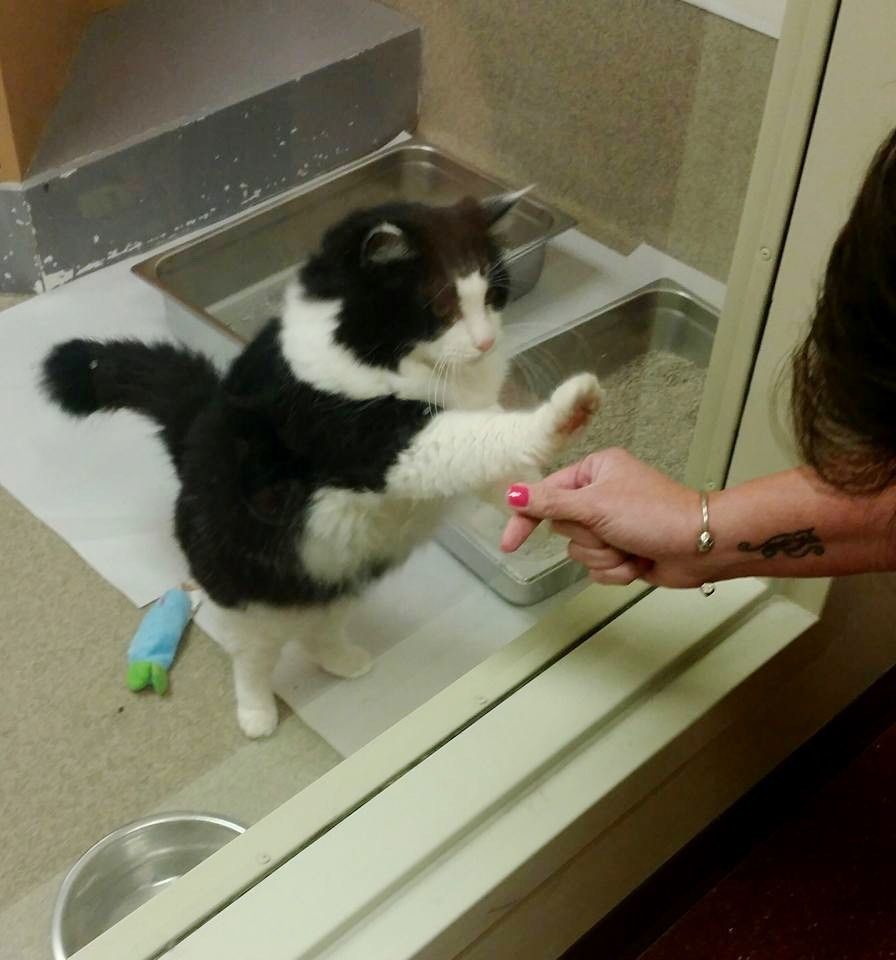 Cat pawing at store window