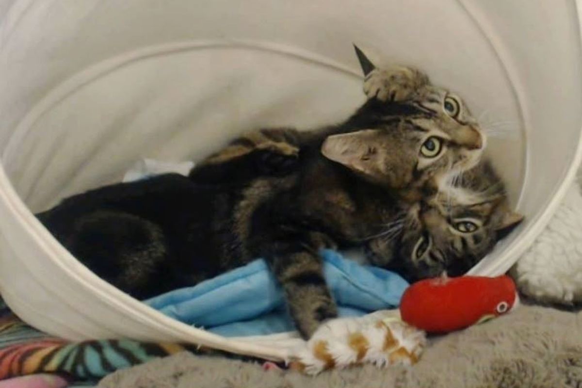 2 Feral Cats Reunited and Wouldn't Let Go of Each Other, Here's Their Love Story