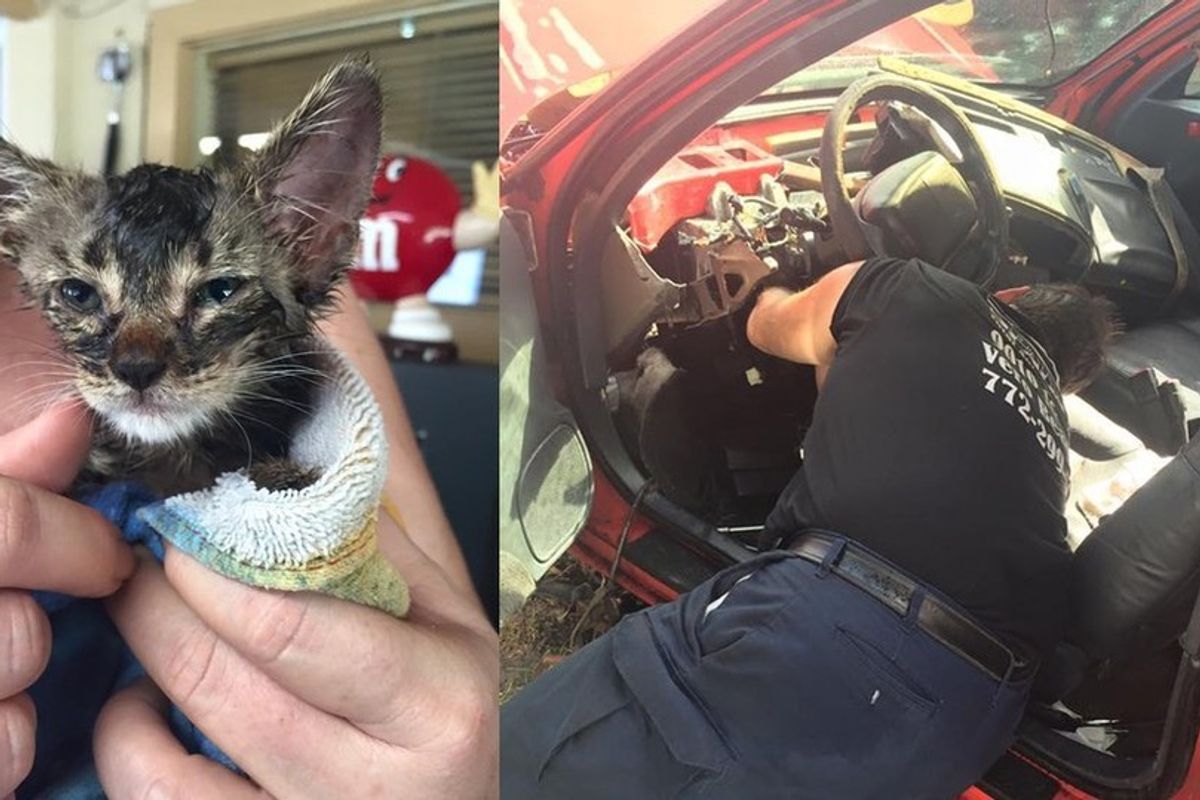 Family Destroys Their Car to Save a Kitten's Life