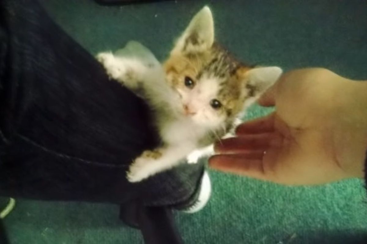 Kitten Asks Man to Be Her Family After He Saved Her from Being Run Over by Traffic