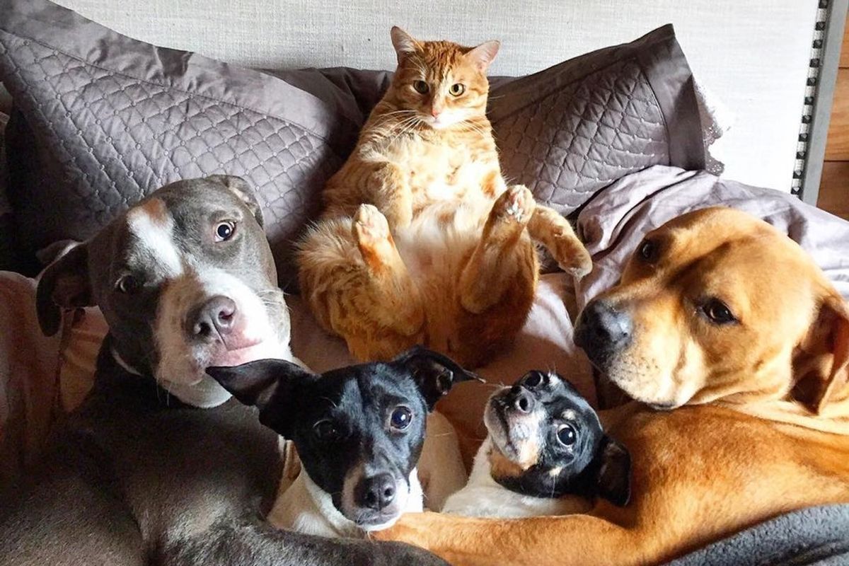 Rescue Cat Leads a Pack of 4 Dogs and 2 Ducks and Gives Them Cuddles