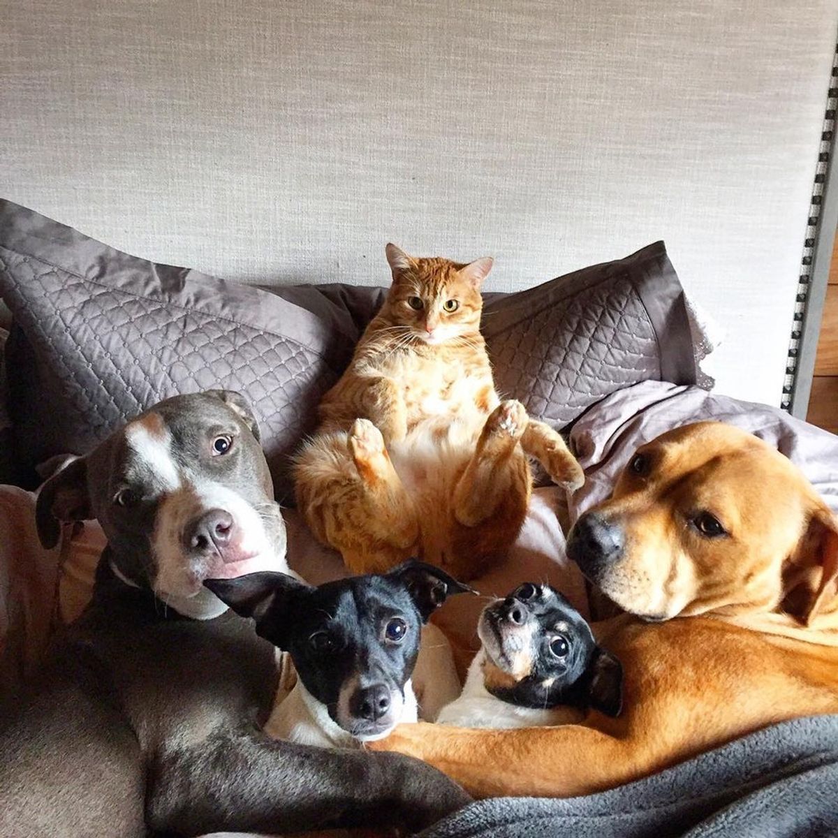 Rescue Cat Leads a Pack of 4 Dogs and 2 Ducks and Gives Them Cuddles