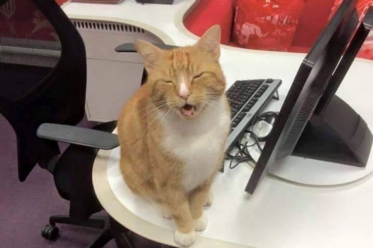 Ginger Cat Banned from His Favorite Shop After 'Less Than Purrfect' Behavior