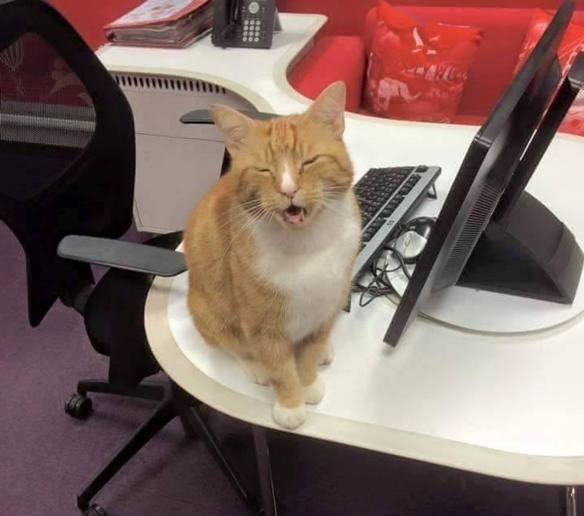 Ginger Cat Banned from His Favorite Shop After 'Less Than Purrfect' Behavior