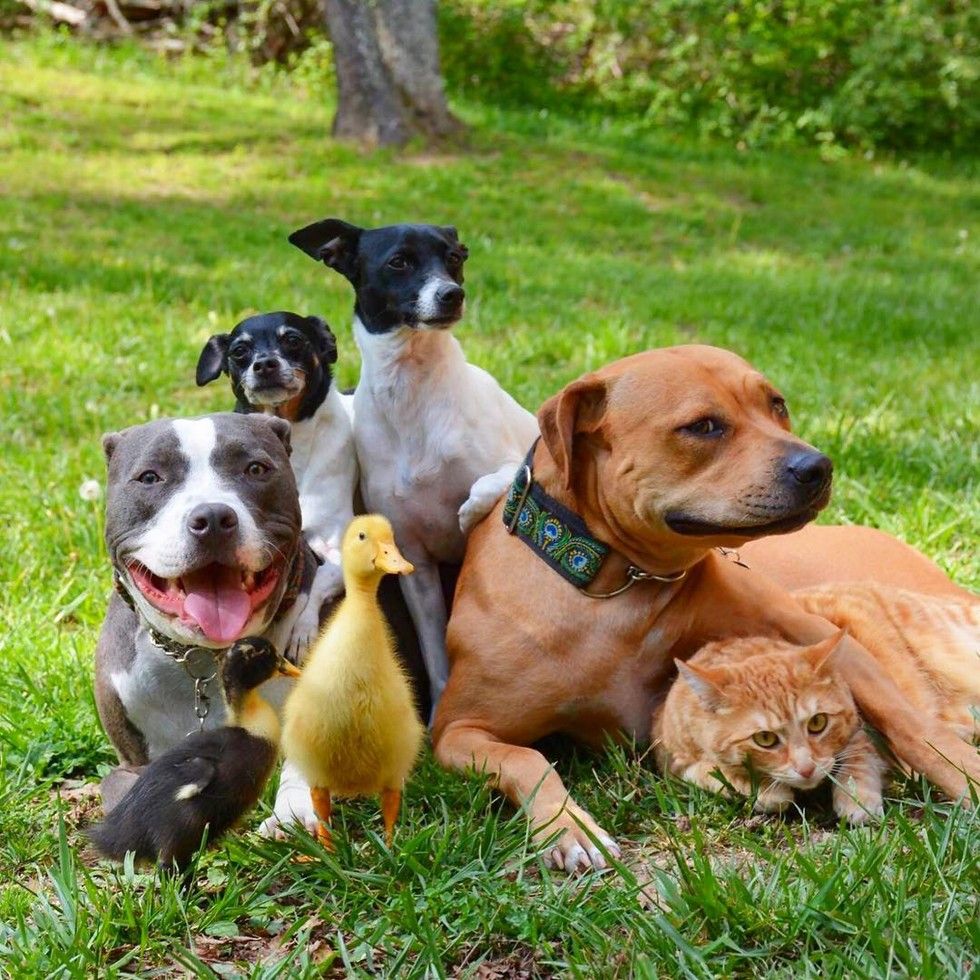 Rescue Cat Leads a Pack of 4 Dogs and 2 Ducks and Gives Them Cuddles