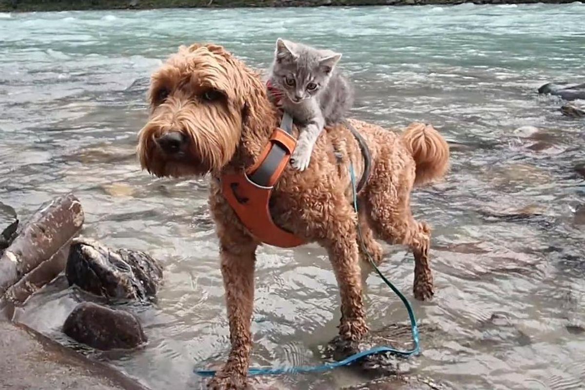 Rescue Kitten Bonds with Dog​ and Holds onto Her Everywhere They Go