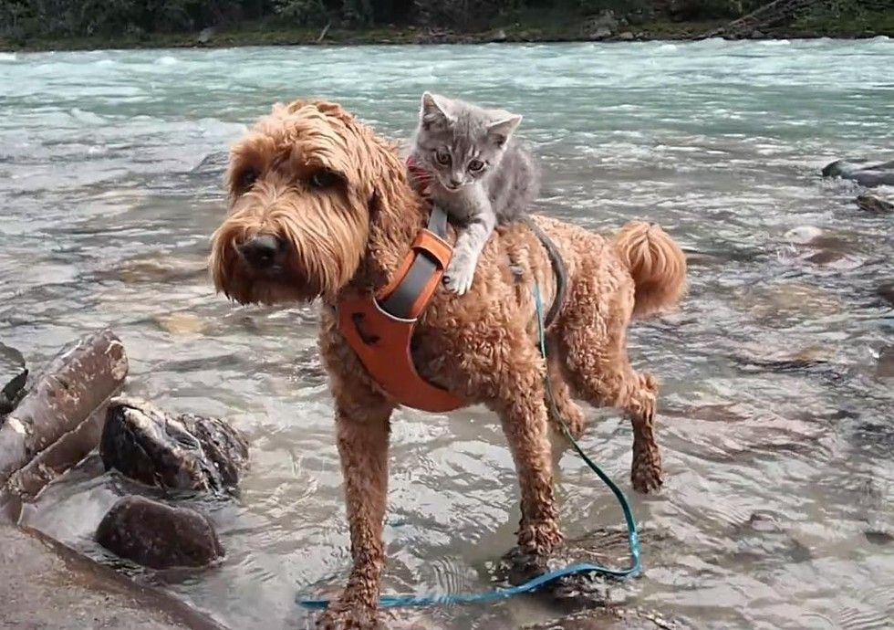 Do labradoodles get along with fashion cats